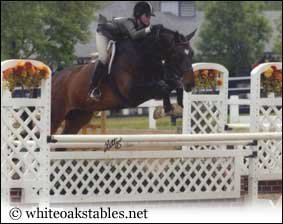 Texas and his owner jumping a 3ft jump